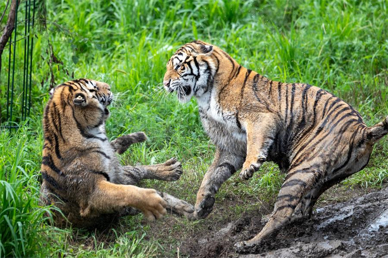 La population de tigres sauvages en pleine croissance en Chine