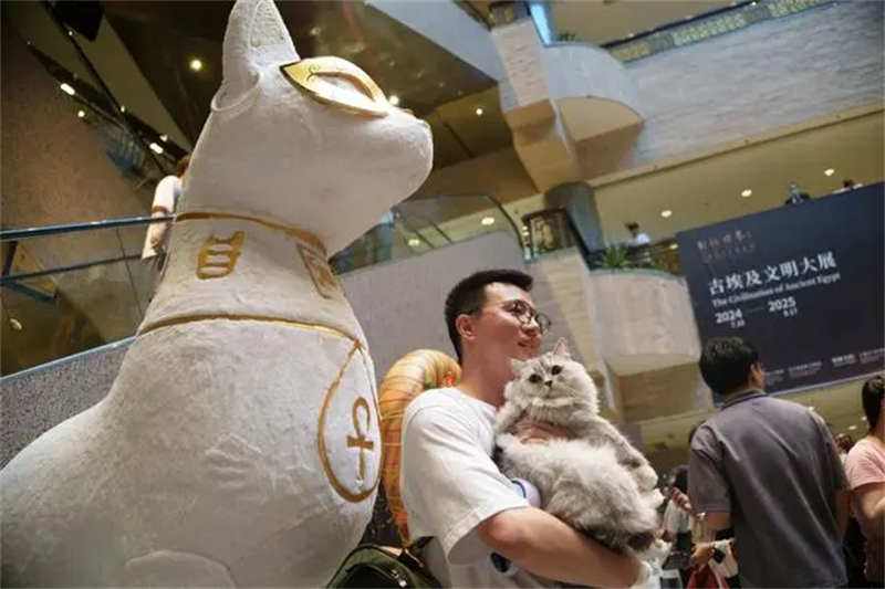 Le Musée de Shanghai organise une incroyable nuit pour les chats