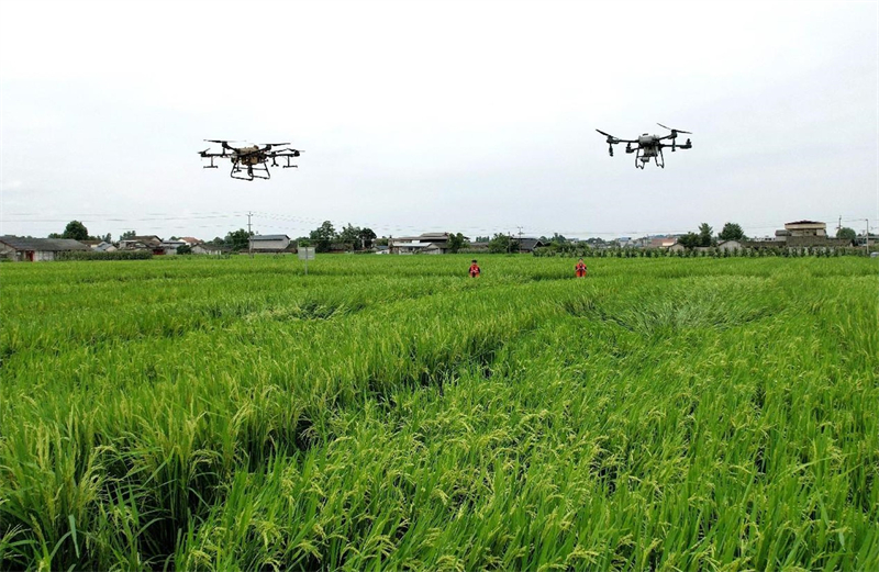 Des techniciens agricoles utilisent des drones pour polliniser le riz dans une plantation de riz hybride dans le village de Tongsheng du canton de Heqing, à Mianyang, dans la province du Sichuan (sud-ouest de la Chine). (Zhang Zuqiang / Le Quotidien du Peuple en ligne)