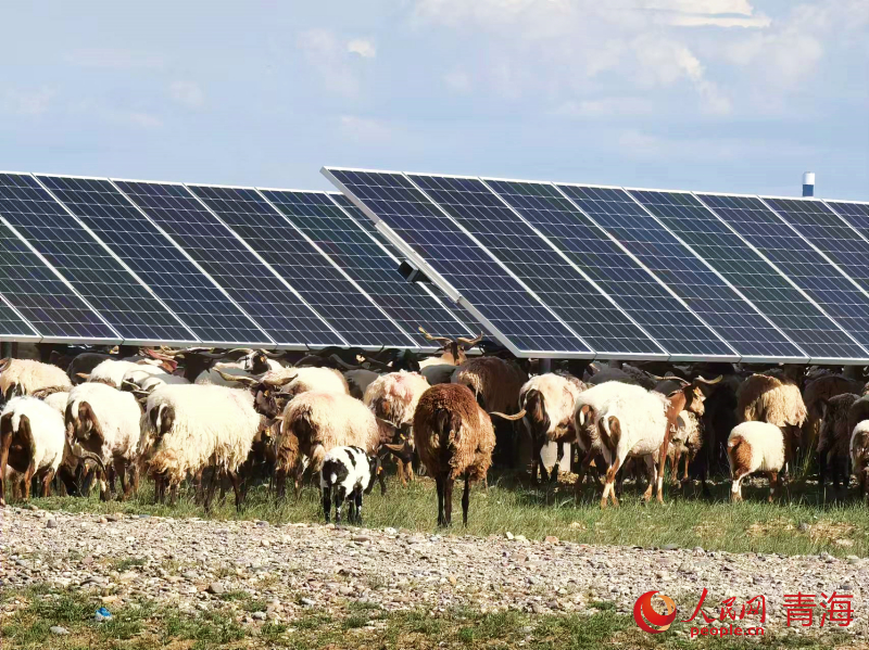 Qinghai : des « moutons photovoltaïques » officiellement bons pour le service !