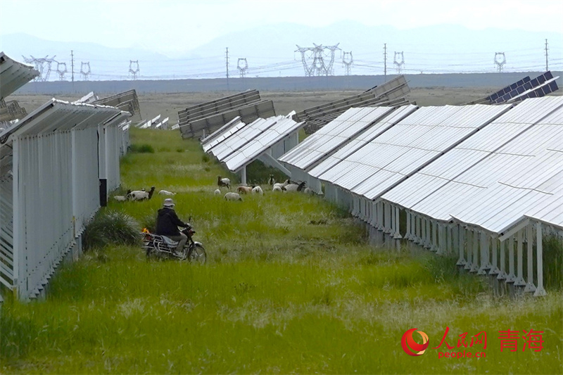 Qinghai : des « moutons photovoltaïques » officiellement bons pour le service !