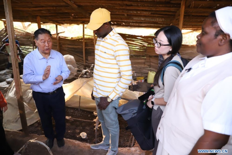 Lin Zhanxi (à gauche), professeur à l'Université d'agriculture et de sylviculture du Fujian (Chine), visite un atelier de culture de champignons à Kigali, au Rwanda, le 2 août 2024. Le Juncao, qui signifie littéralement "champignon" et "herbe", est une technique agricole permettant de faire pousser des champignons. Cette technique inventée dans les années 1980 par professeur Lin a profité à plus de 100 pays, dont le Rwanda. (Xinhua/Ji Li)