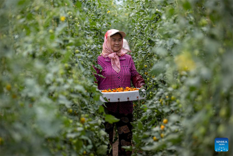 Ningxia : Guyang améliore l'agriculture industrielle pour augmenter la production de légumes