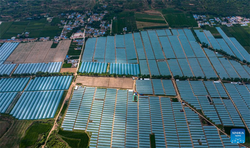 Ningxia : Guyang améliore l'agriculture industrielle pour augmenter la production de légumes