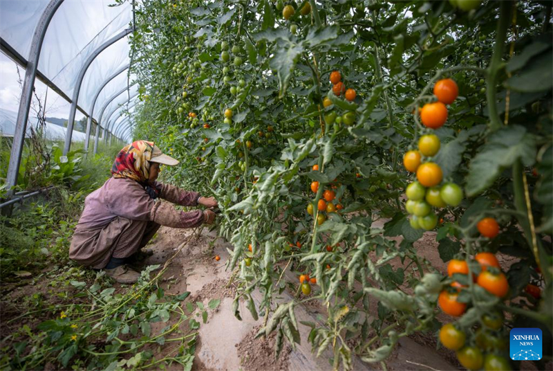 Ningxia : Guyang améliore l'agriculture industrielle pour augmenter la production de légumes