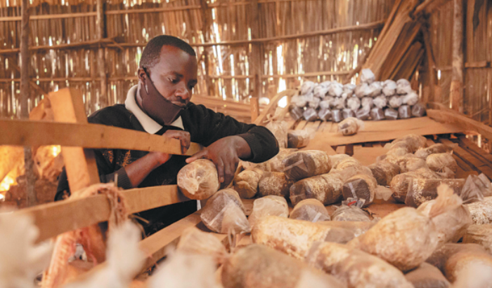 Emmanuel Ahimana vérifie des tubes de champignons dans son atelier à Kigali, capitale du Rwanda, en 2020. (Cyril Ndegeya / Xinhua)