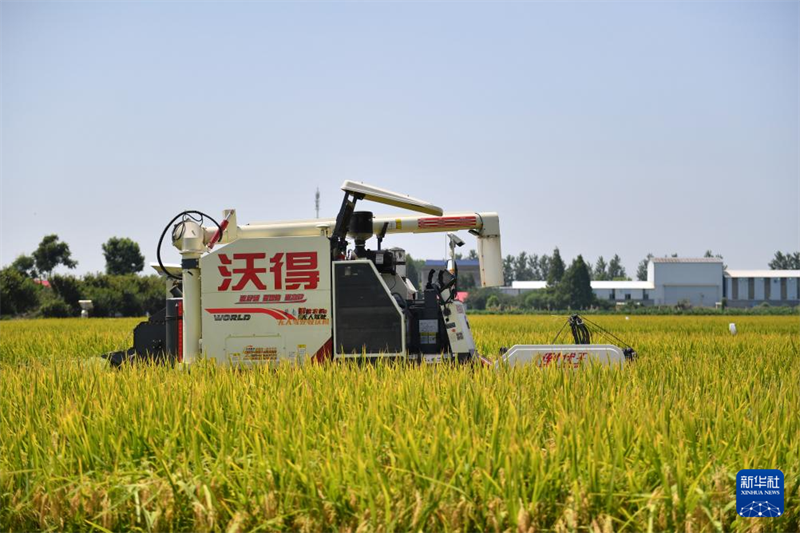 Hunan : première récolte de riz régénératif et test de production dans une ferme autonome à Yiyang