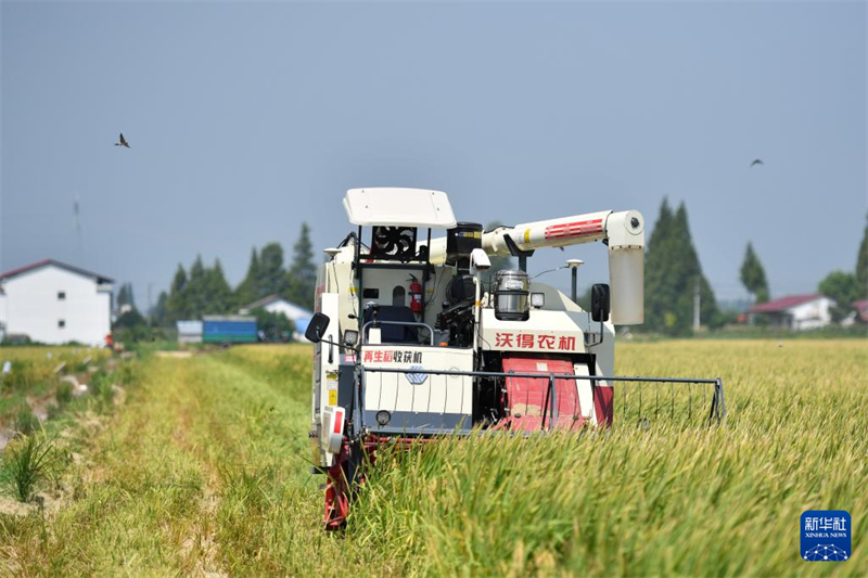 Hunan : première récolte de riz régénératif et test de production dans une ferme autonome à Yiyang