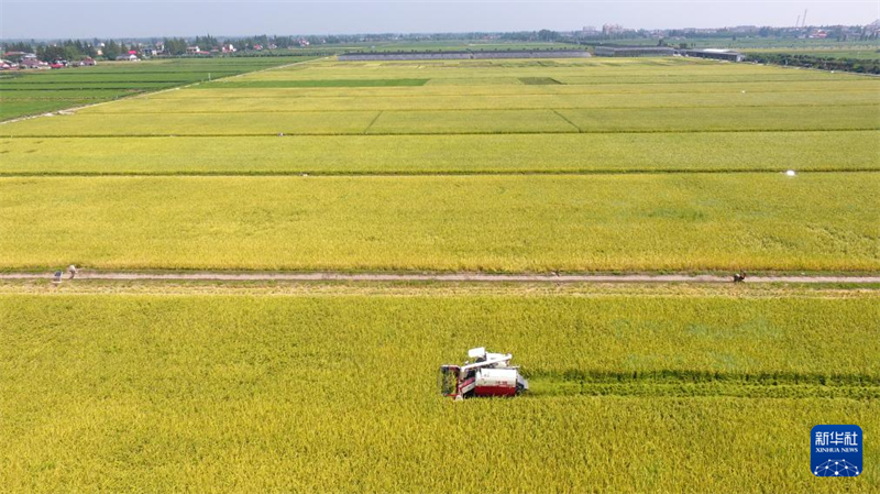 Hunan : première récolte de riz régénératif et test de production dans une ferme autonome à Yiyang