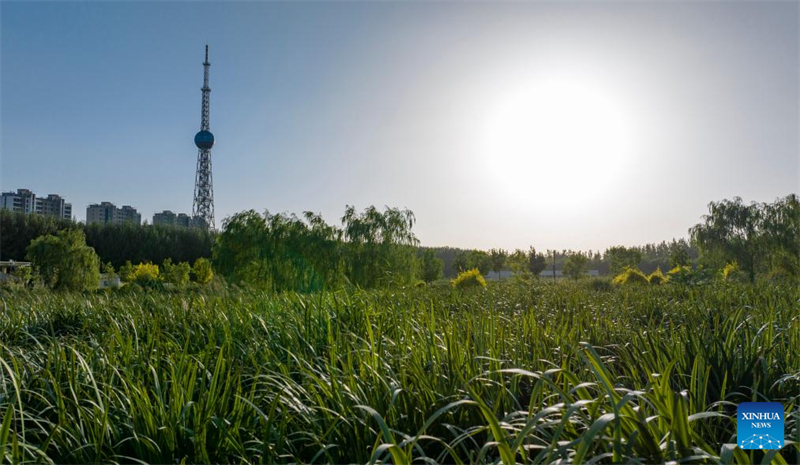 Ningxia : Wuzhong attire les touristes grâce à l'amélioration de son environnement écologique