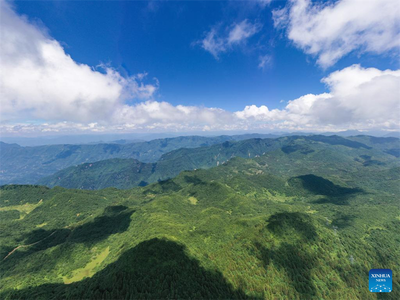 En photos : les gardiens des arbres en voie de disparition de Chongqing