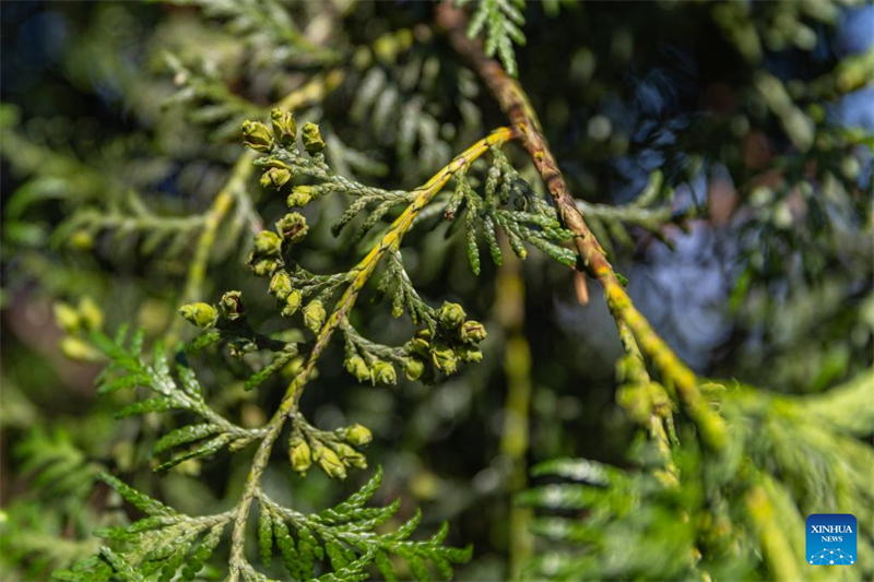 En photos : les gardiens des arbres en voie de disparition de Chongqing