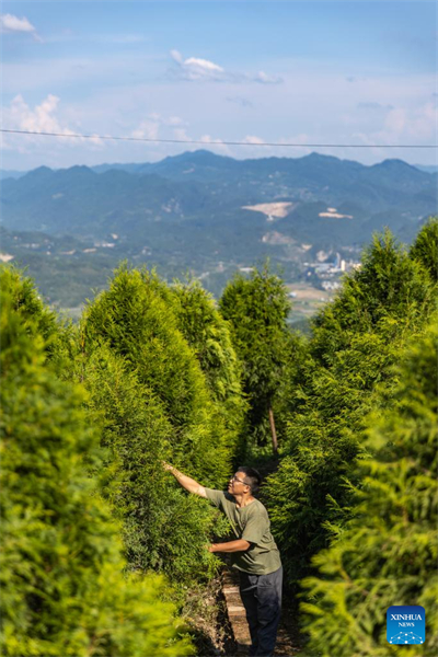 En photos : les gardiens des arbres en voie de disparition de Chongqing