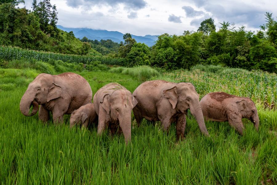 Photo aérienne d'éléphants d'Asie sauvages en quête de nourriture dans une rizière du district de Jiangcheng, dans la province chinoise du Yunnan (sud-ouest), le 19 juillet 2023. (Photo : Chen Xinbo)