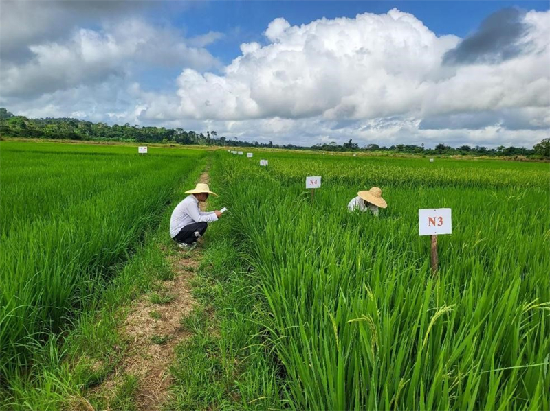 Des experts agricoles chinois enregistrent des données dans des champs expérimentaux. (Photo / Yu Qing)