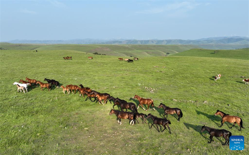 Un aperçu de la barrière de sécurité écologique dans le nord-est de la Chine