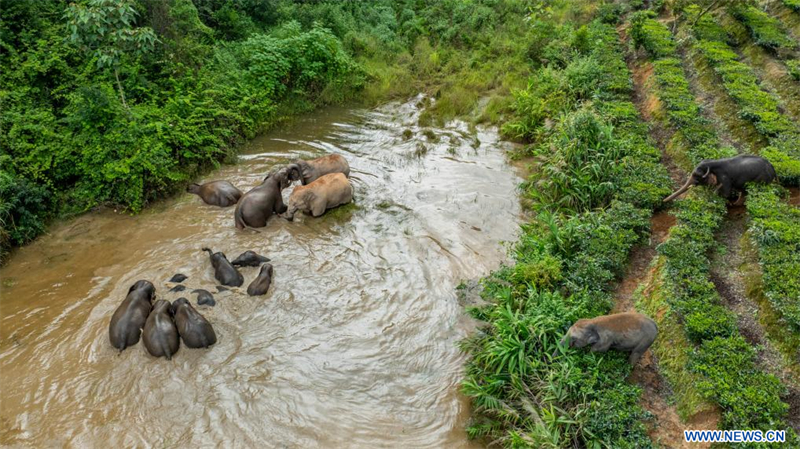 Chine : troupeau d'éléphants à Jinghong au Yunnan