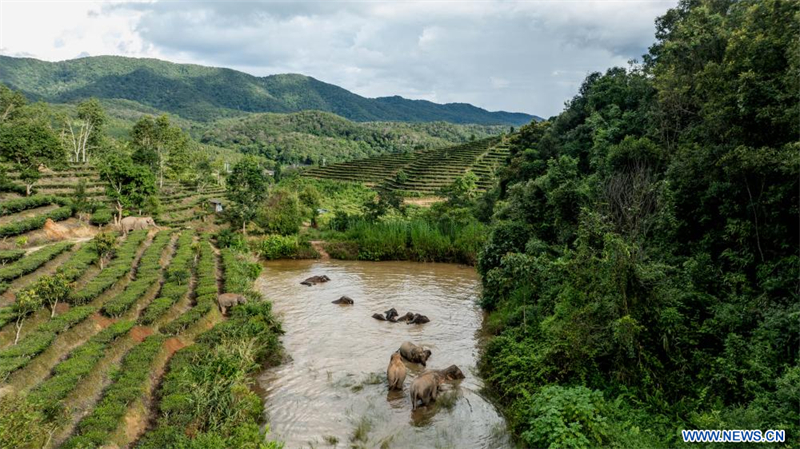 Chine : troupeau d'éléphants à Jinghong au Yunnan