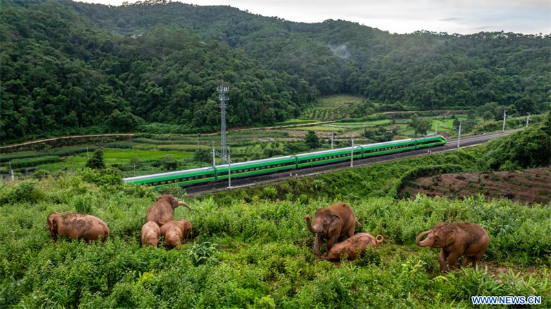 Chine : troupeau d'éléphants à Jinghong au Yunnan