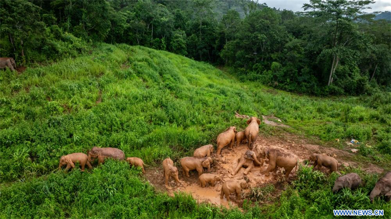 Chine : troupeau d'éléphants à Jinghong au Yunnan