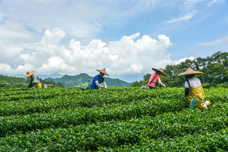 Guangxi : la cueillette du thé d'automne bat son plein à Zhaoping