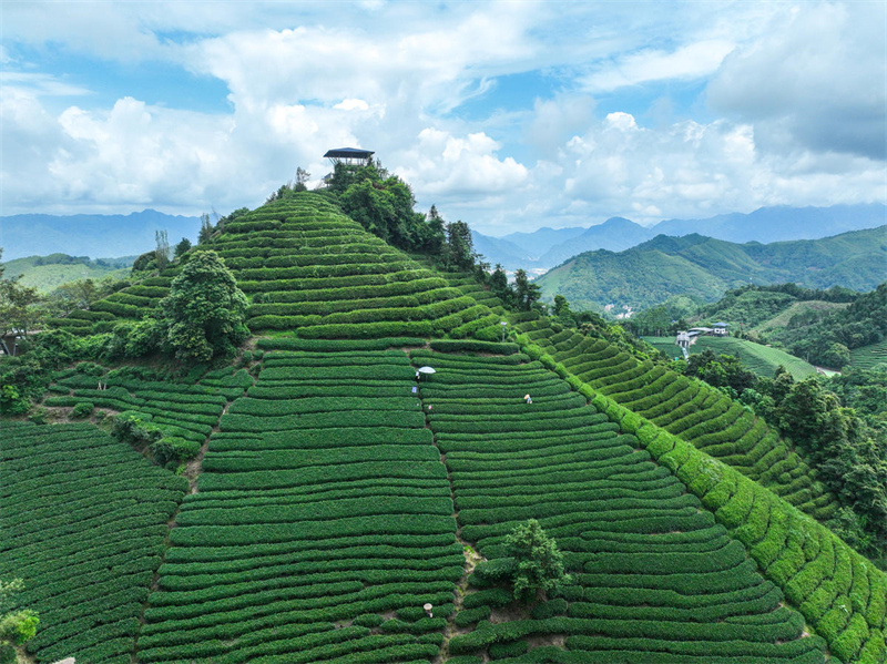 Guangxi : la cueillette du thé d'automne bat son plein à Zhaoping