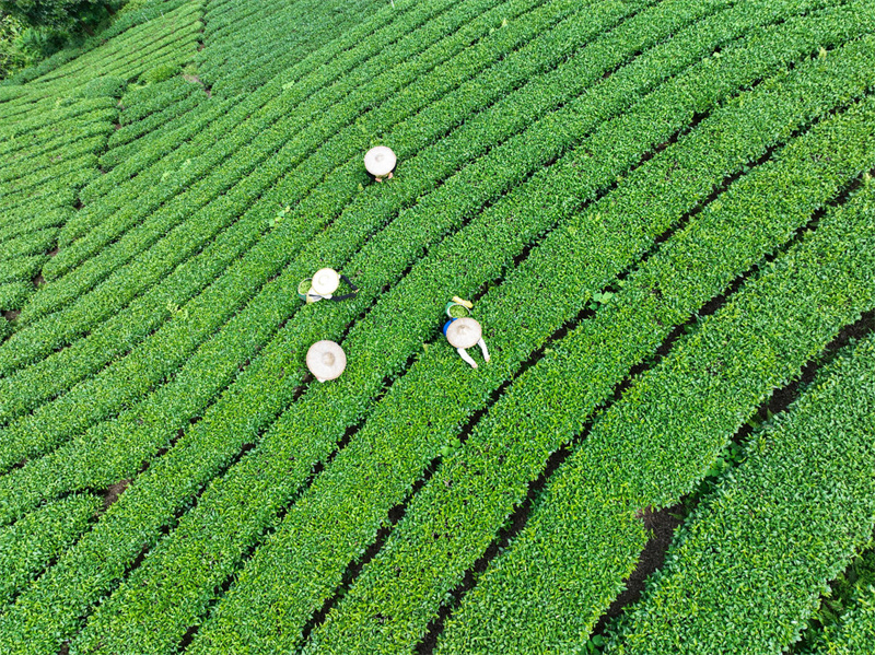 Guangxi : la cueillette du thé d'automne bat son plein à Zhaoping