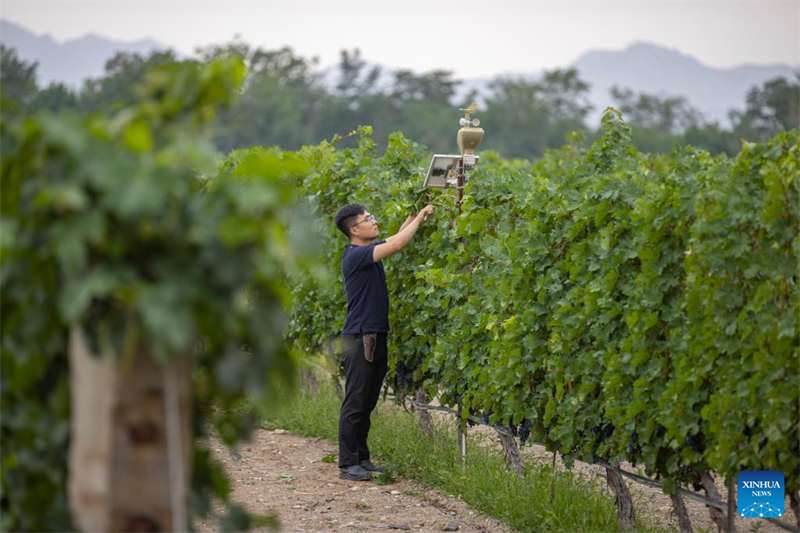 Ningxia : des systèmes d'irrigation intelligents appliqués dans les vignobles stimulent l'industrie viticole locale à Yinchuan