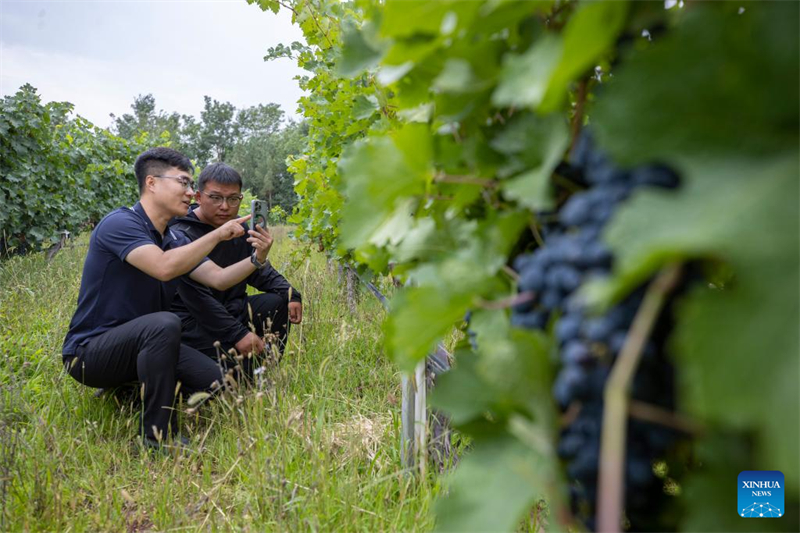 Ningxia : des systèmes d'irrigation intelligents appliqués dans les vignobles stimulent l'industrie viticole locale à Yinchuan