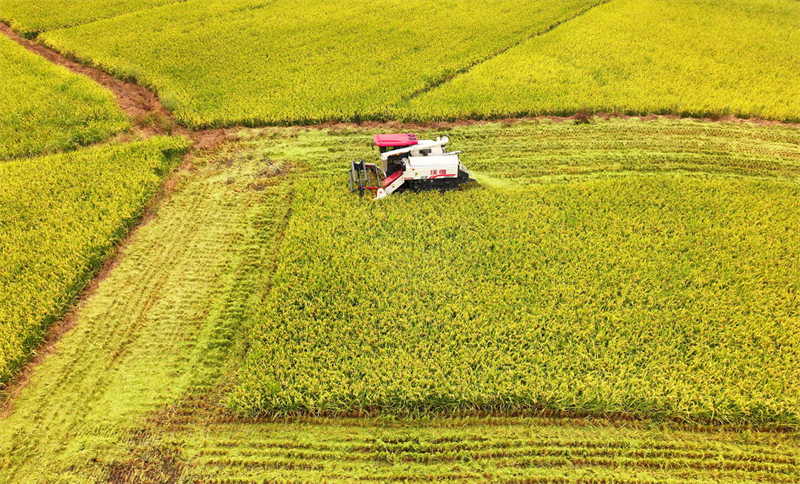 Jiangxi : la récolte des céréales d'automne a commencé à Dexing