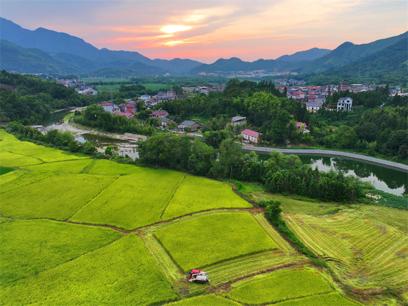 Jiangxi : la récolte des céréales d'automne a commencé à Dexing