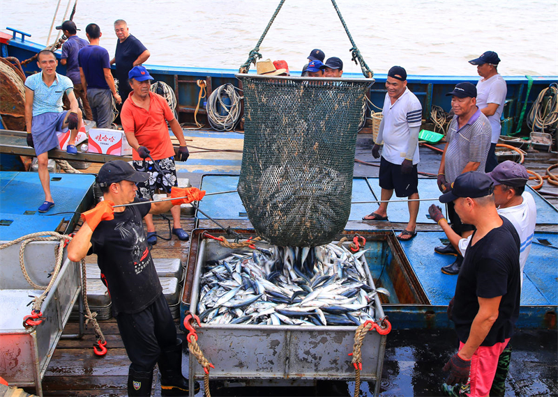 Zhejiang : au retour de la pêche d'automne, les entrepôts sont pleins de poissons de Yuhuan