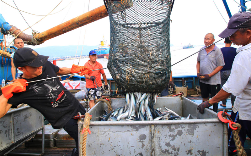 Zhejiang : au retour de la pêche d'automne, les entrepôts sont pleins de poissons de Yuhuan