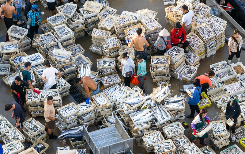 Guangxi : les transactions sur le port et le quai de pêche de Beihai battent leur plein