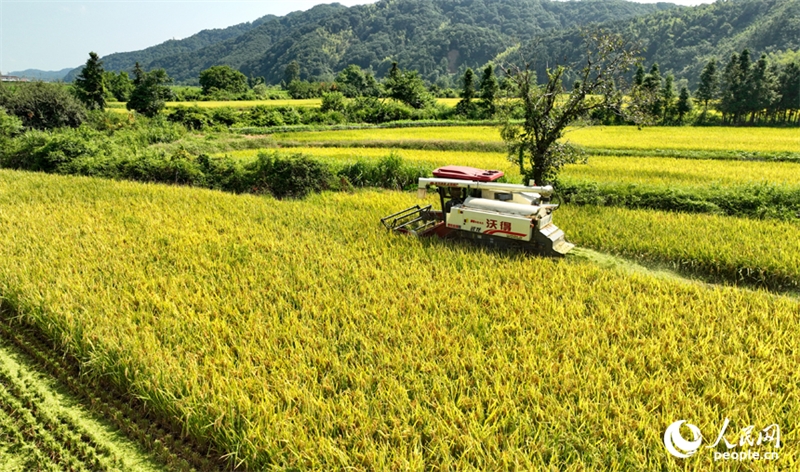 Jiangxi : les agriculteurs récoltent du riz remontant dans le comté de Pengze