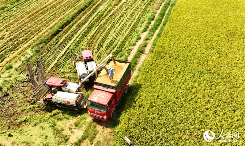 Jiangxi : les agriculteurs récoltent du riz remontant dans le comté de Pengze