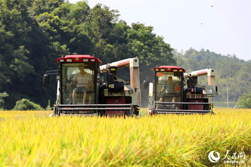 Jiangxi : les agriculteurs récoltent du riz remontant dans le comté de Pengze