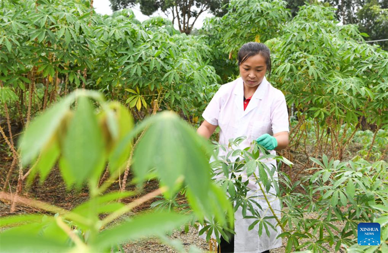 Le savoir-faire chinois dans le domaine de la culture du manioc suscite de nouveaux espoirs en Afrique