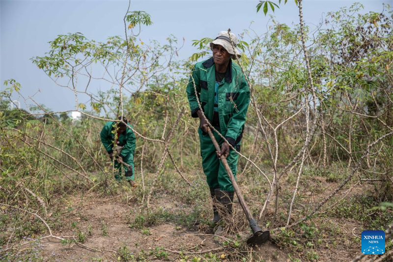 Le savoir-faire chinois dans le domaine de la culture du manioc suscite de nouveaux espoirs en Afrique