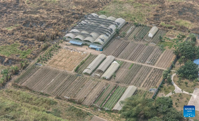 Le savoir-faire chinois dans le domaine de la culture du manioc suscite de nouveaux espoirs en Afrique