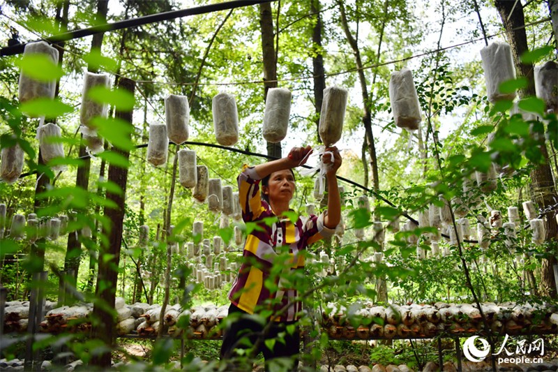 Jiangxi : à Guangchang, l'économie sous-forestière « transforme le vert en or »