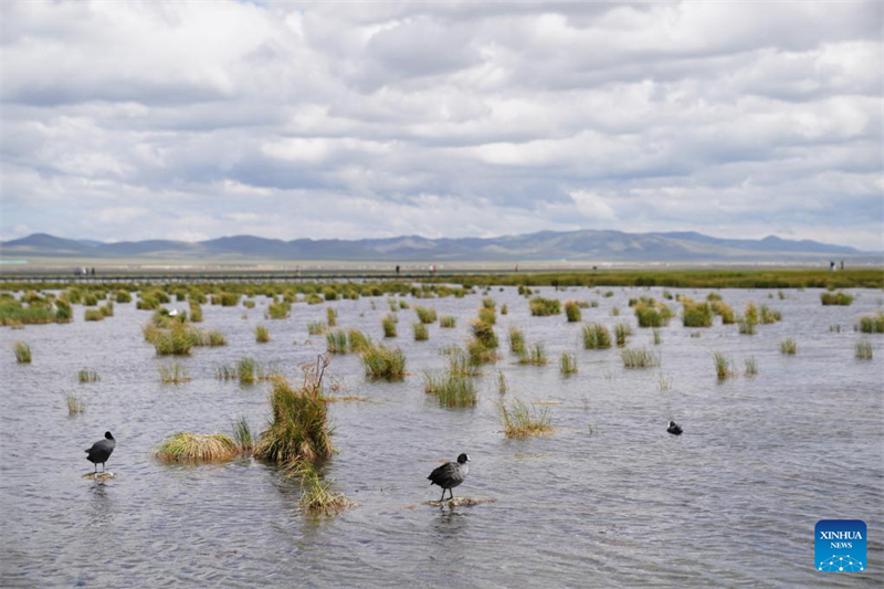 Sichuan : l'environnement écologique de la Réserve naturelle nationale des zones humides de Ruoergai en amélioration continue