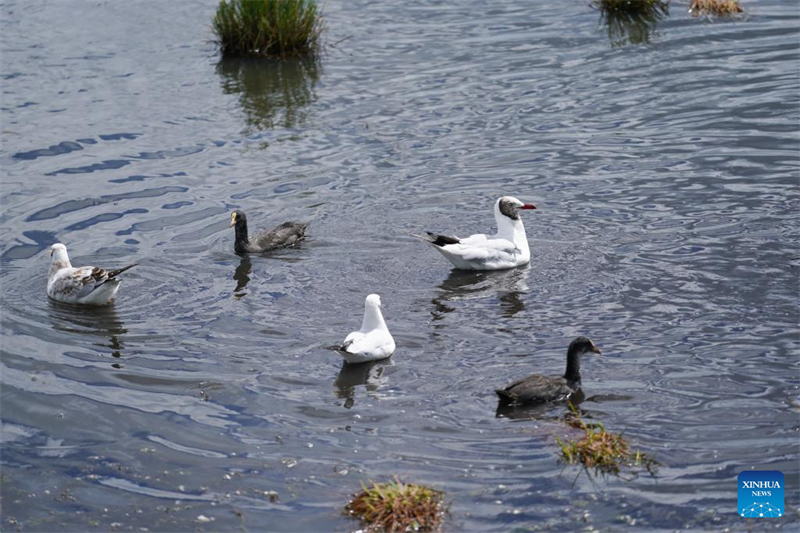 Sichuan : l'environnement écologique de la Réserve naturelle nationale des zones humides de Ruoergai en amélioration continue