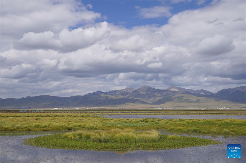 Sichuan : l'environnement écologique de la Réserve naturelle nationale des zones humides de Ruoergai en amélioration continue