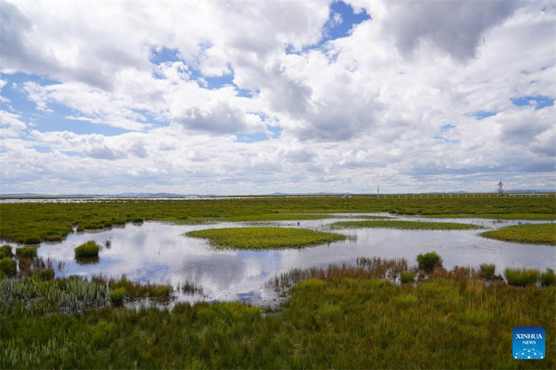 Sichuan : l'environnement écologique de la Réserve naturelle nationale des zones humides de Ruoergai en amélioration continue