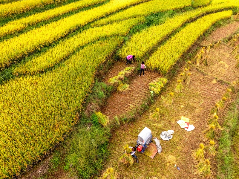 Yunnan : les paysages pittoresques de terrasses de montagne de Suijiang