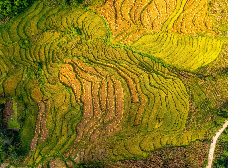 Yunnan : les paysages pittoresques de terrasses de montagne de Suijiang