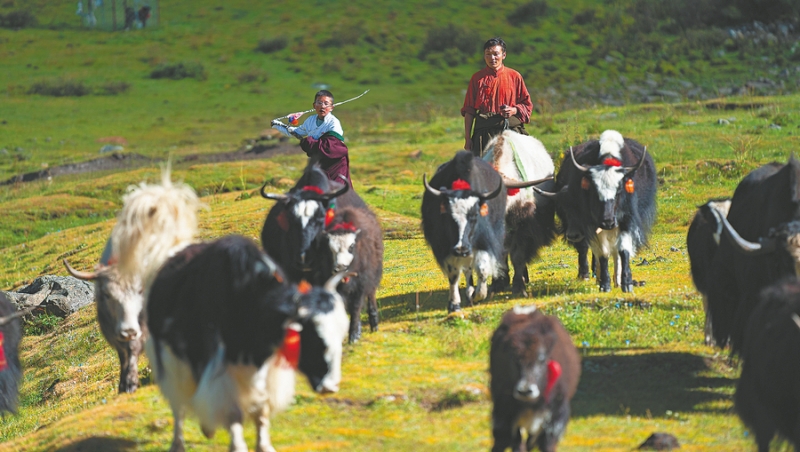 Xizang : le summum de l'apprentissage dans une école à 4 000 mètres d’altitude à Nyingchi