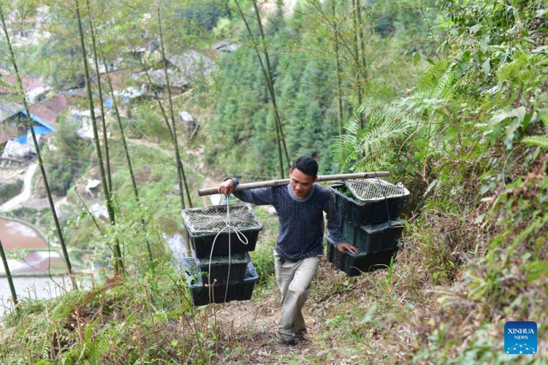 Guangxi/Guizhou : un père et son fils témoins du développement d'un village de montagne Miao