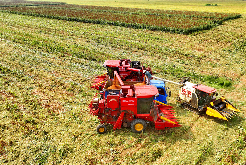 Jiangxi : une récolte abondante de sorgho rouge à Pengze